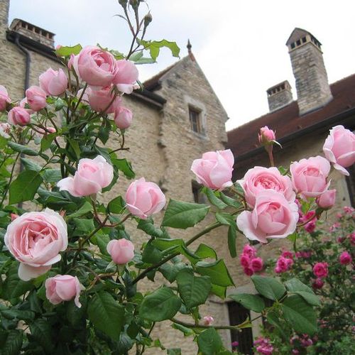 Roz pal - Trandafir copac cu trunchi înalt - cu flori tip trandafiri englezești - coroană curgătoare